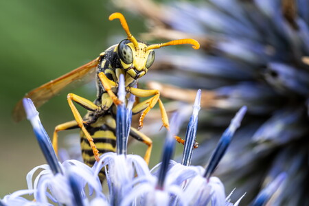 Kugeldistel mit Besuch